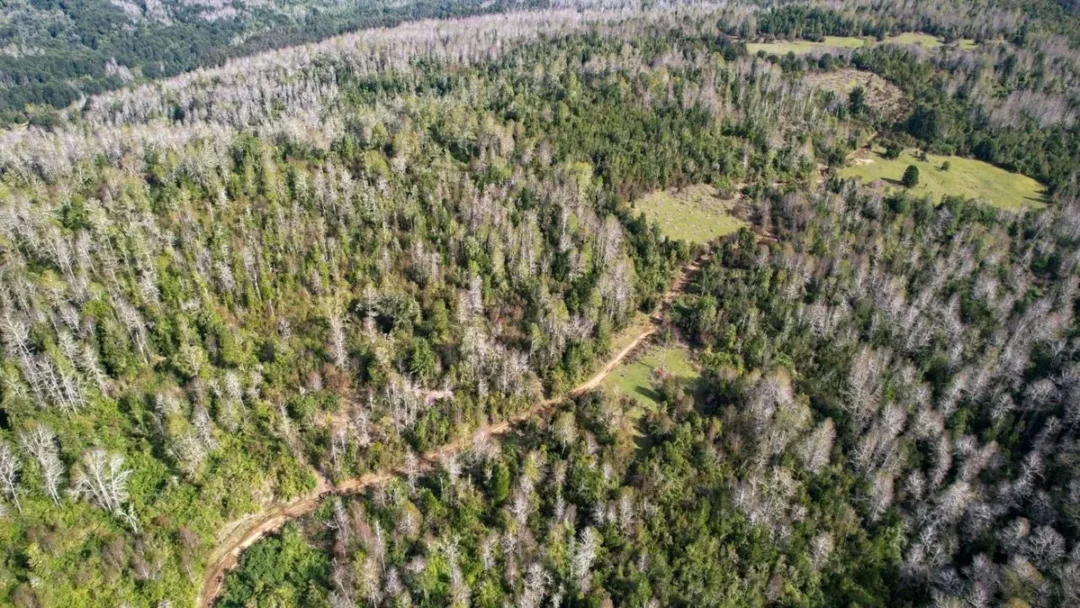 8,5 Hectáreas En Venta Sector Parga, Fresia, Los Lagos