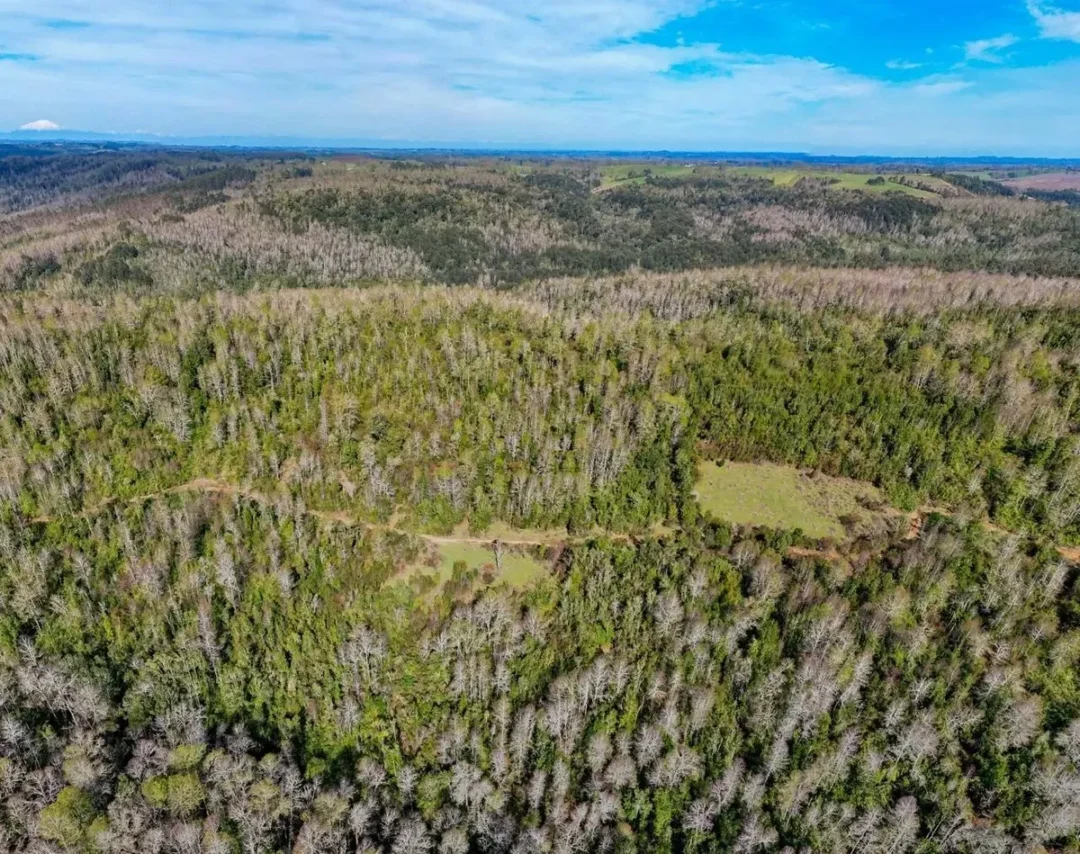 8,5 Hectáreas En Venta Sector Parga, Fresia, Los Lagos