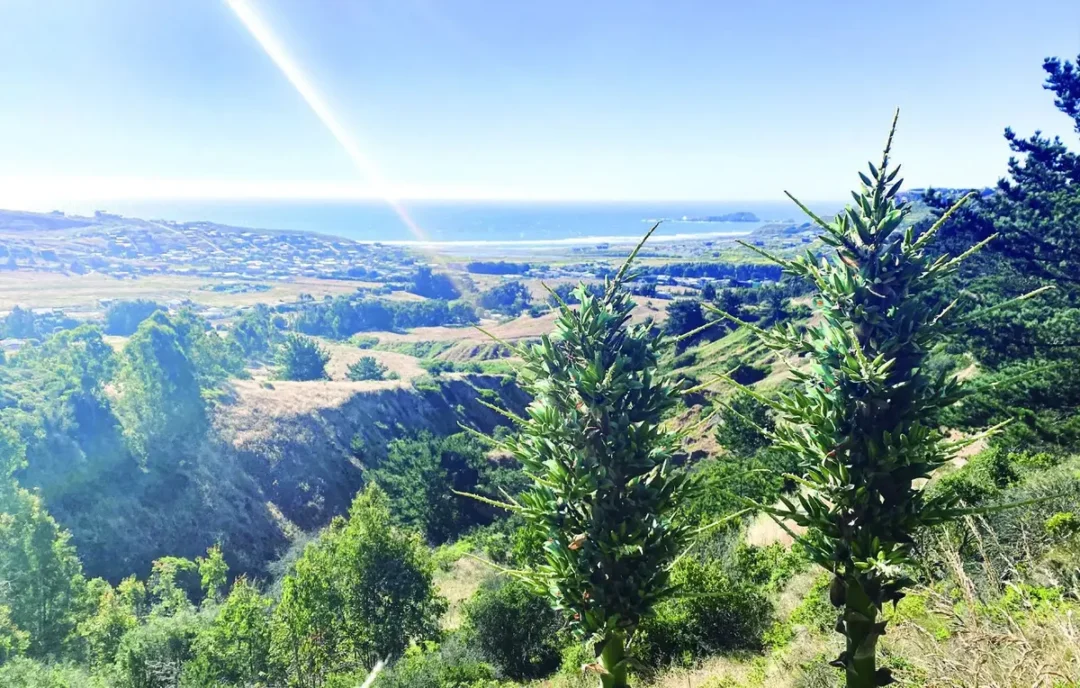 Terreno en Fundo Valle Los Bosques, La Vega de Pupuya