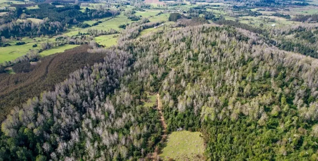 8,5 Hectáreas En Venta Sector Parga, Fresia, Los Lagos