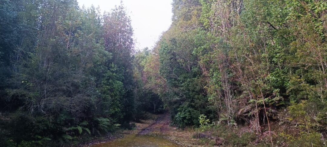 IMG_2002 66 ha - LAGUNA POPETANE, CHILOE