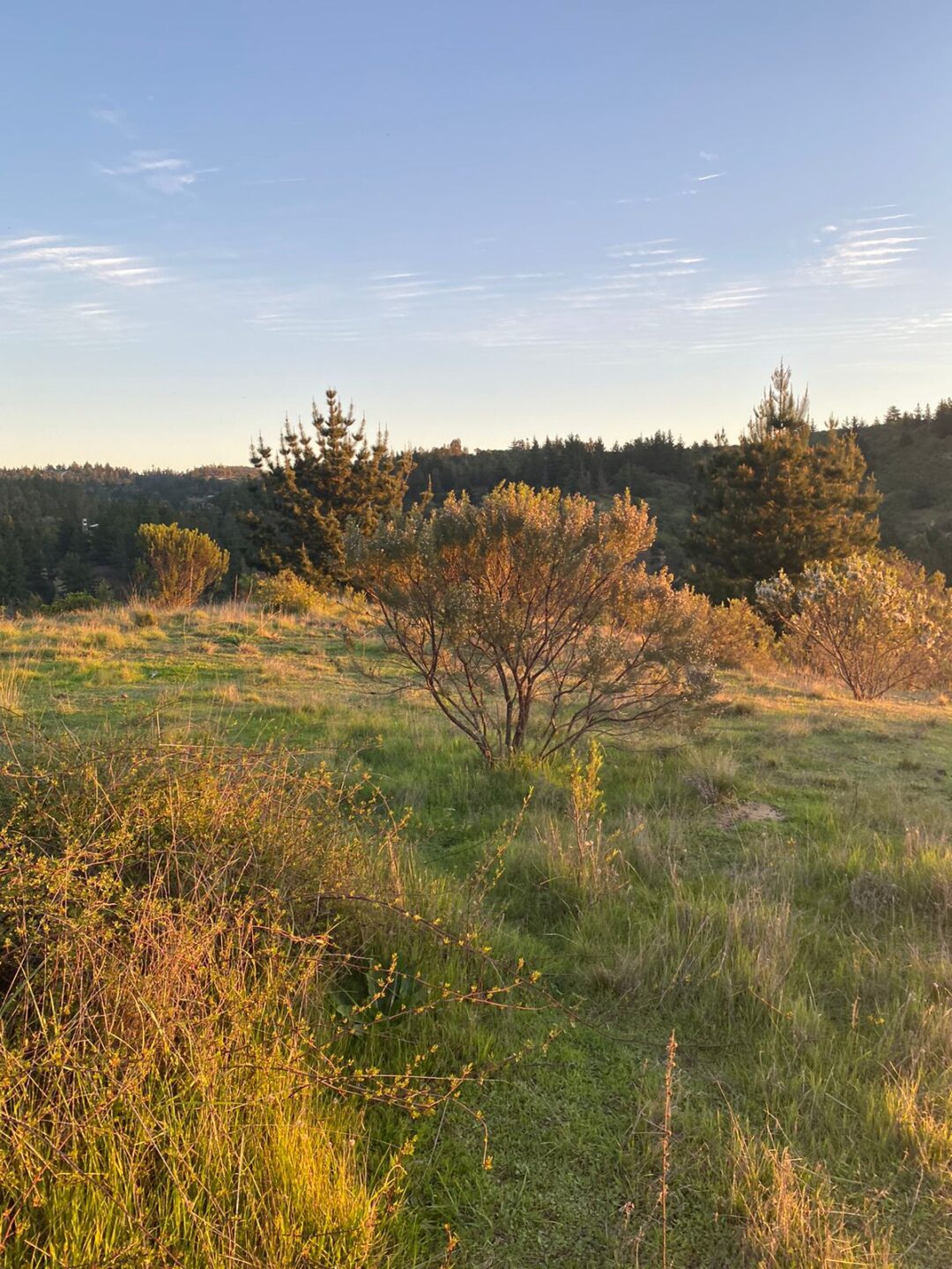 LA CAMPANA | PUPUYA (MATANZAS)