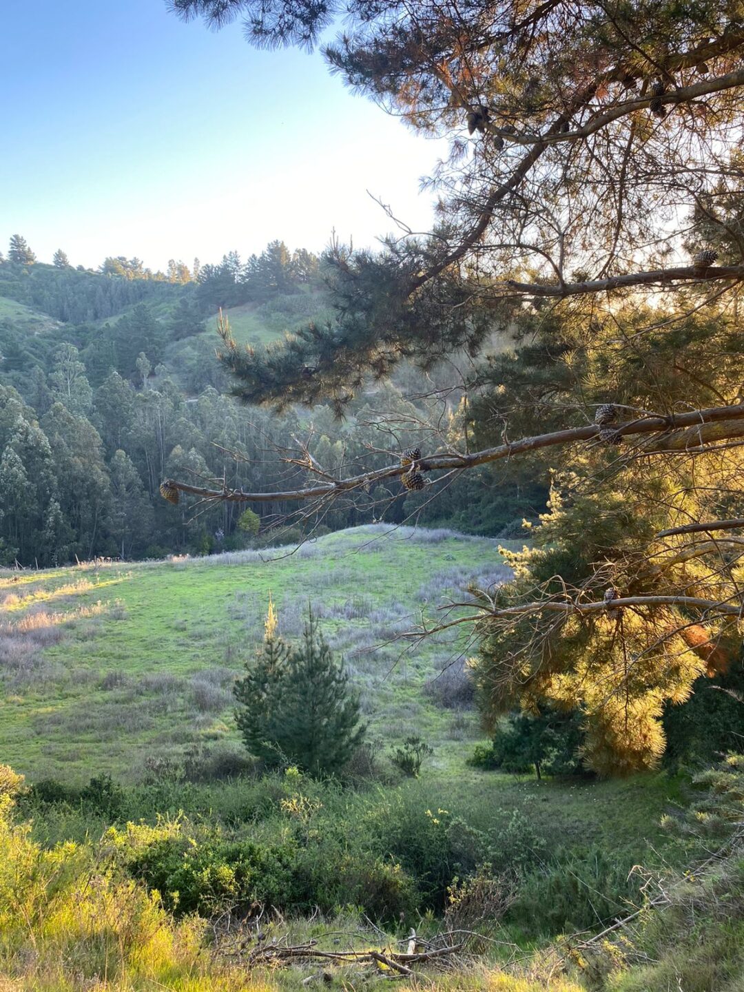 LA CAMPANA | PUPUYA (MATANZAS)