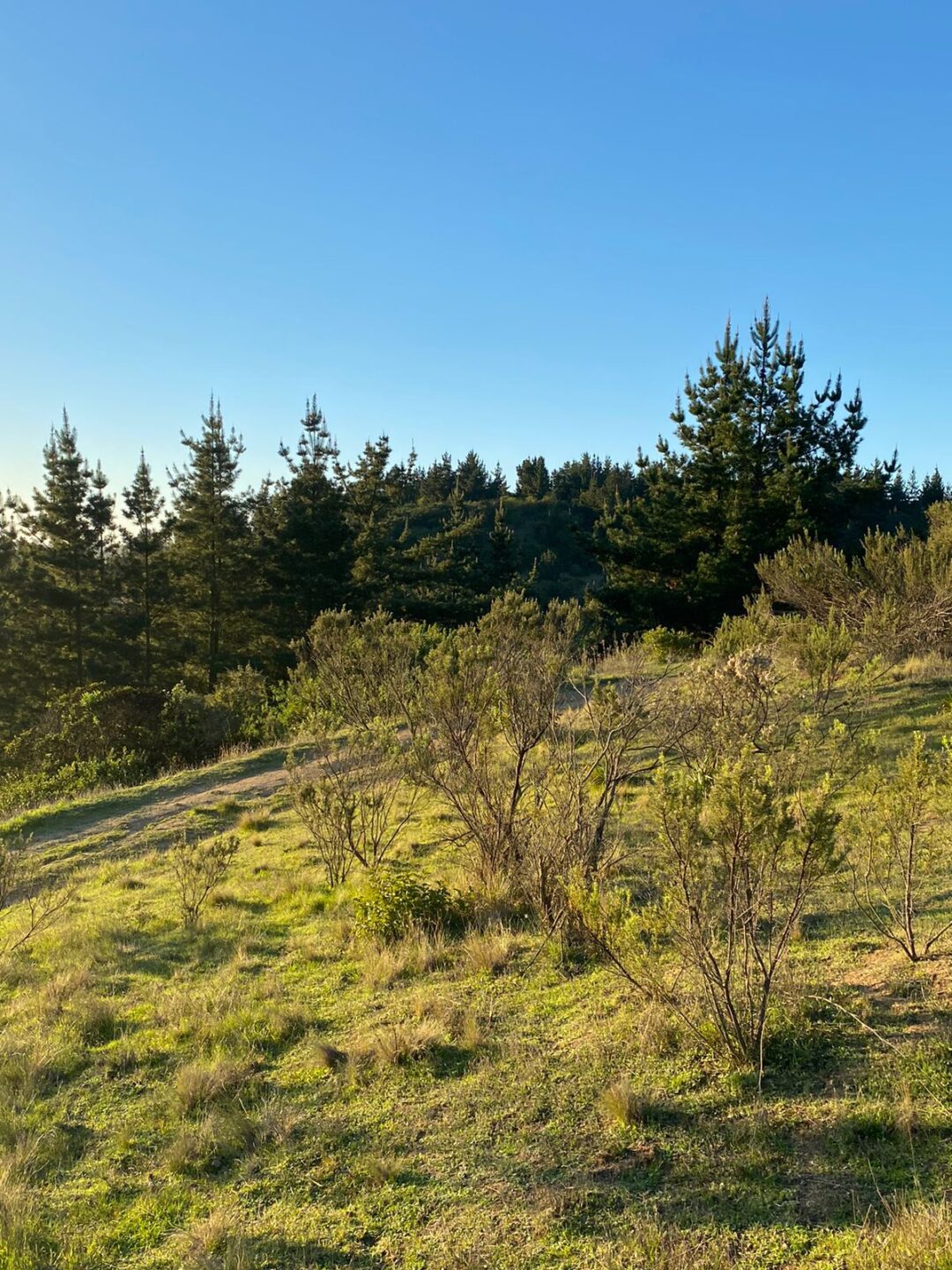 LA CAMPANA | PUPUYA (MATANZAS)