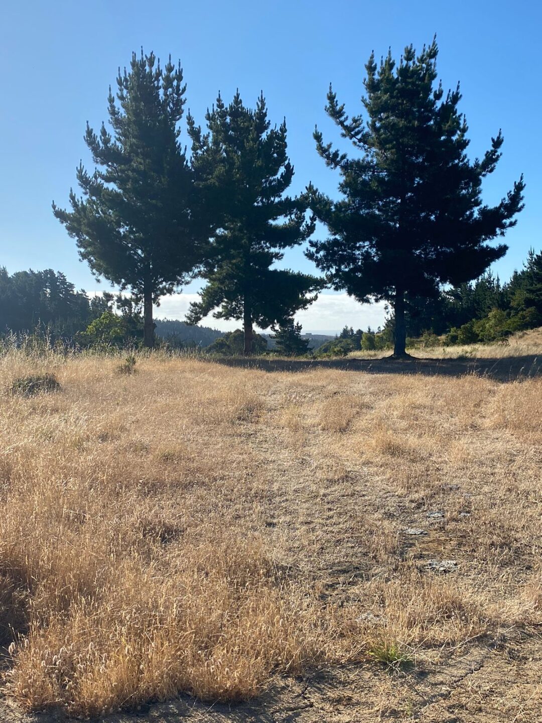 MAQUICILLO DE MATANZAS