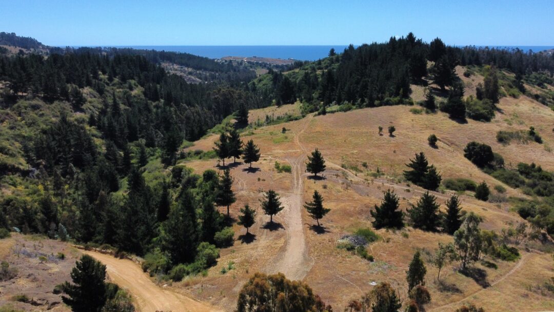 LA CAMPANA | PUPUYA (MATANZAS)