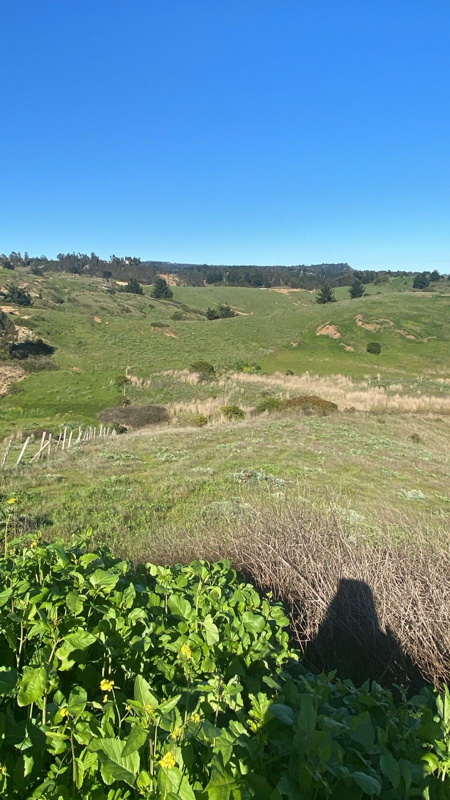 MAQUICILLO DE MATANZAS