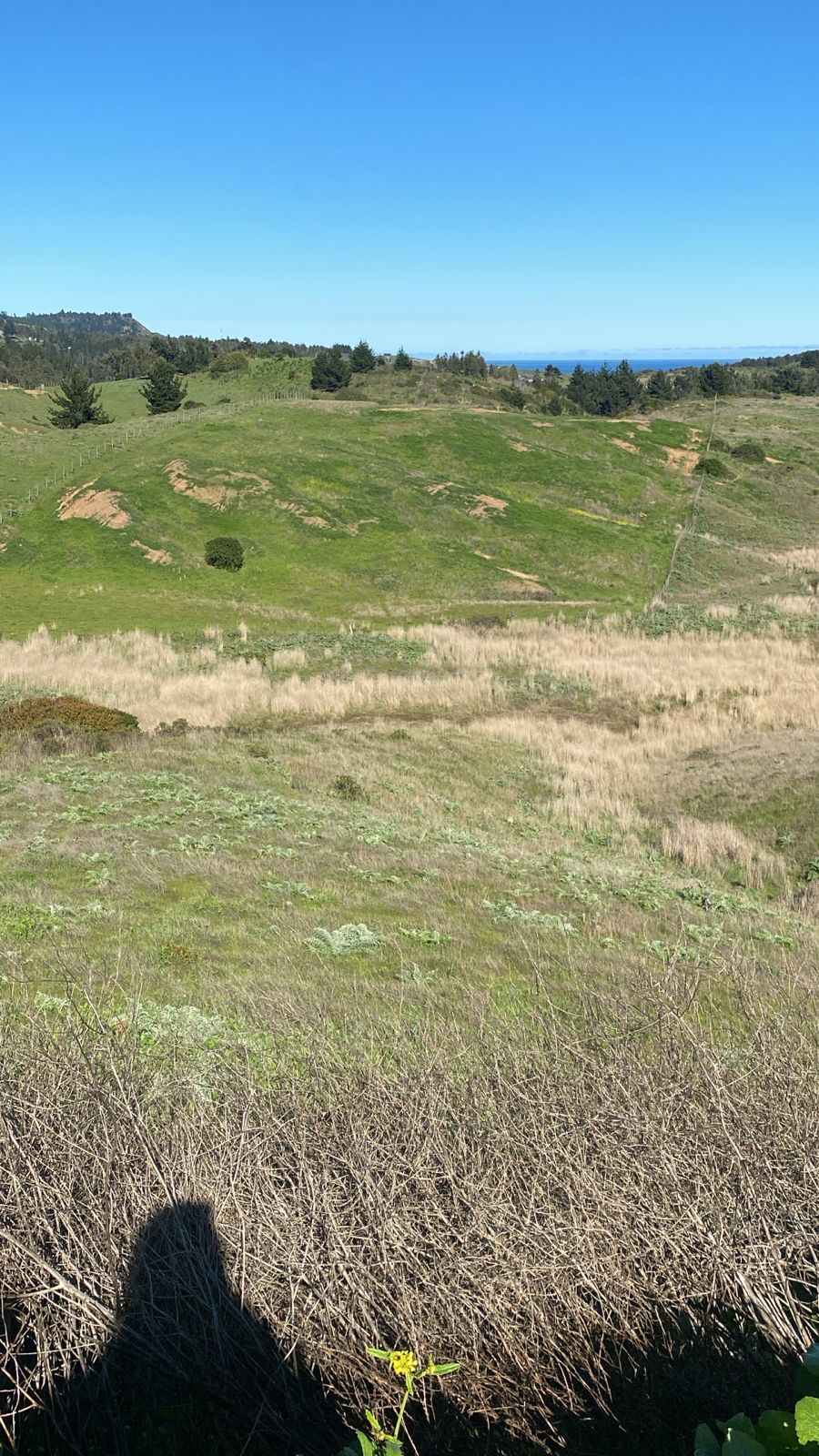 MAQUICILLO DE MATANZAS