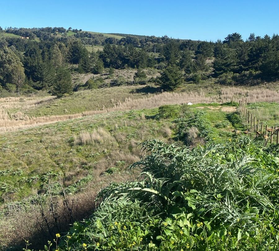 Imagen de WhatsApp 2025-09-09 a las 10.43.00_46af09f8 MAQUICILLO DE MATANZAS