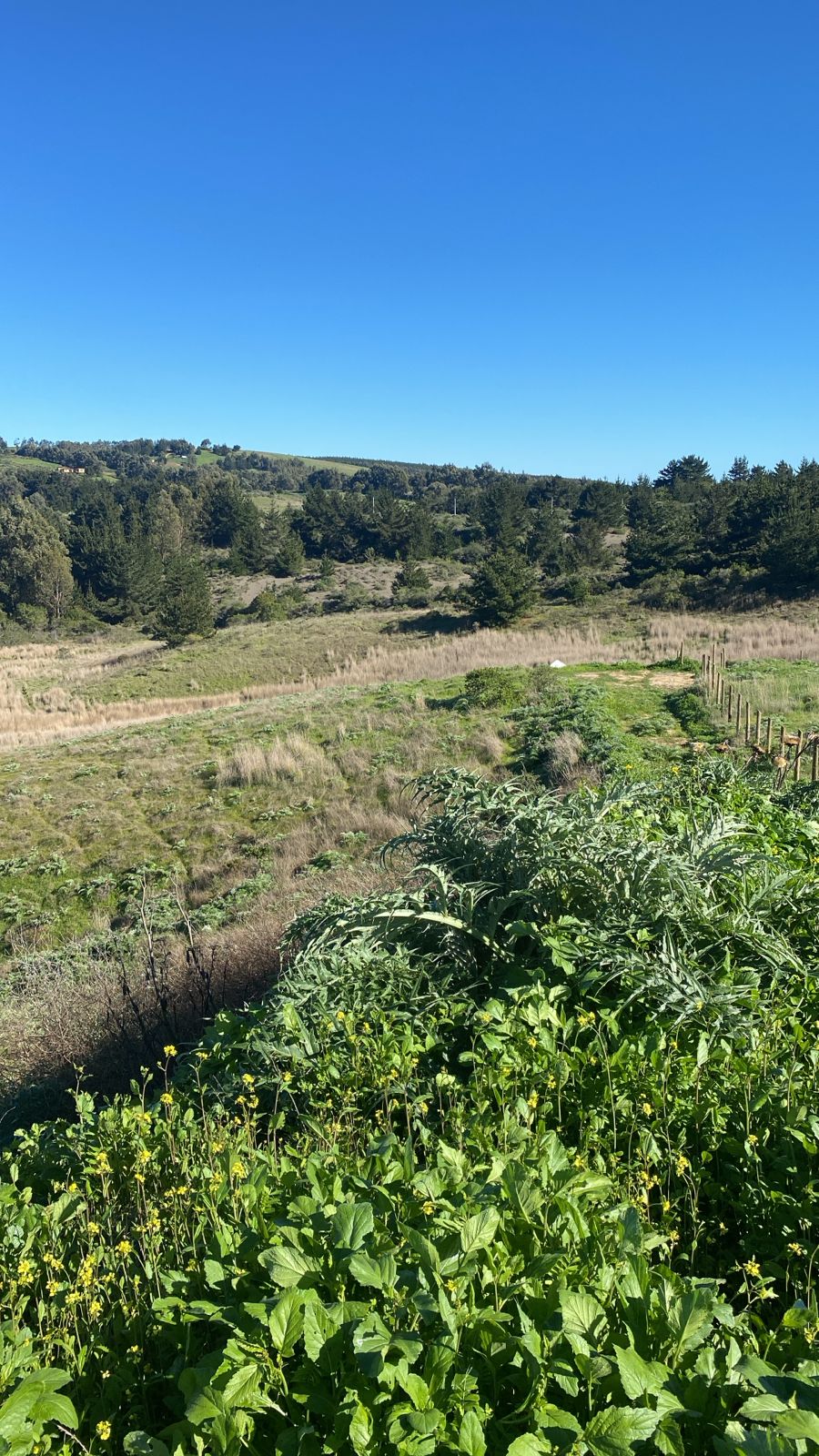 MAQUICILLO DE MATANZAS