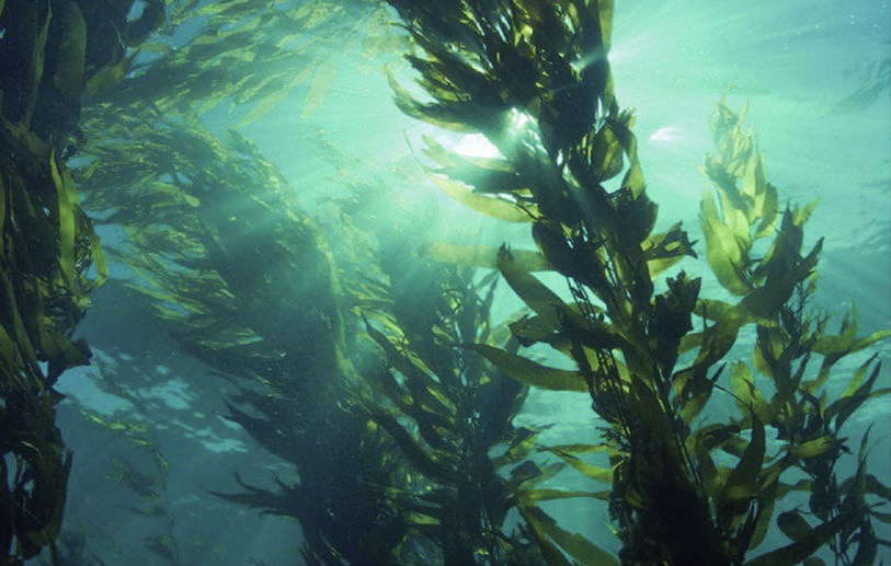 RESERVA DEL CALABACILLO | MATANZAS